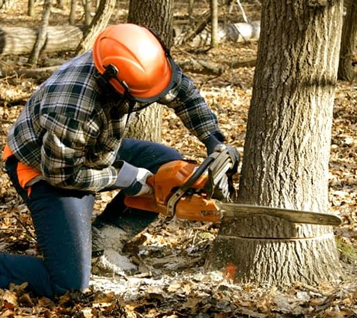 Tree Removal in Hitchcock, SD